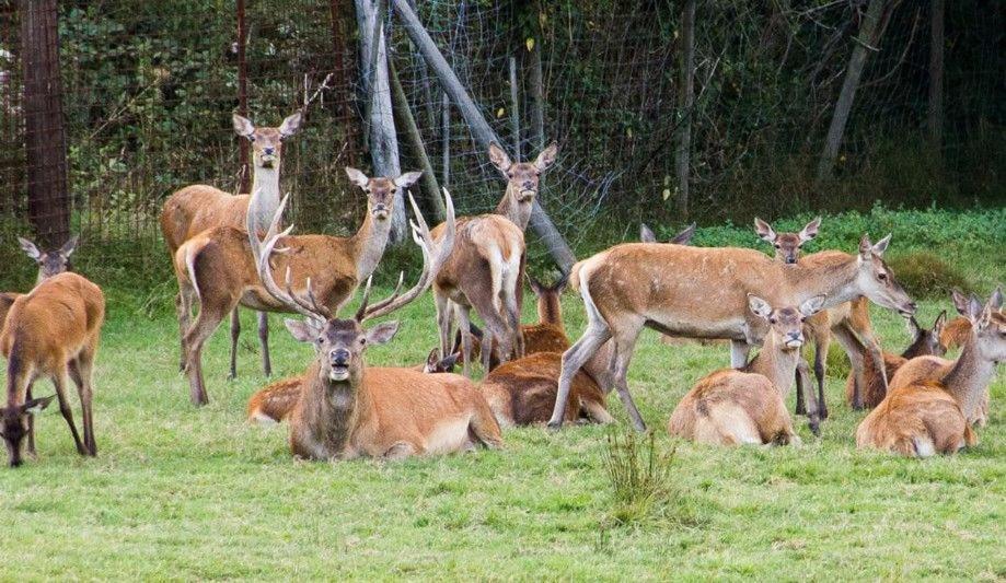 Gite Du Cerf Birkenwald 외부 사진