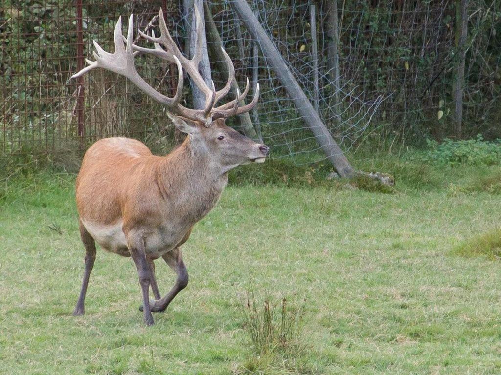 Gite Du Cerf Birkenwald 외부 사진