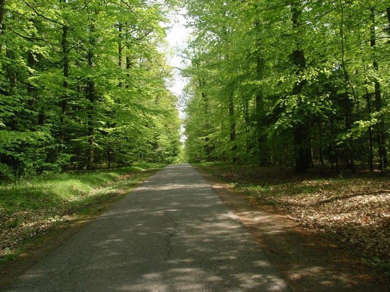 Gite Du Cerf Birkenwald 외부 사진