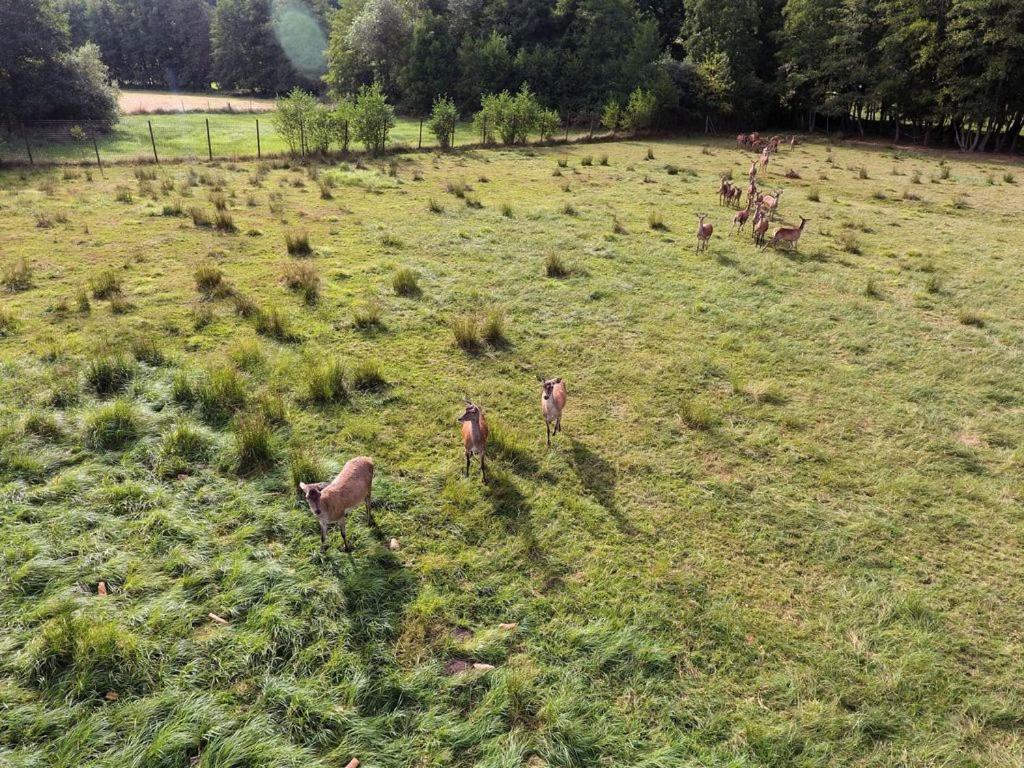 Gite Du Cerf Birkenwald 외부 사진